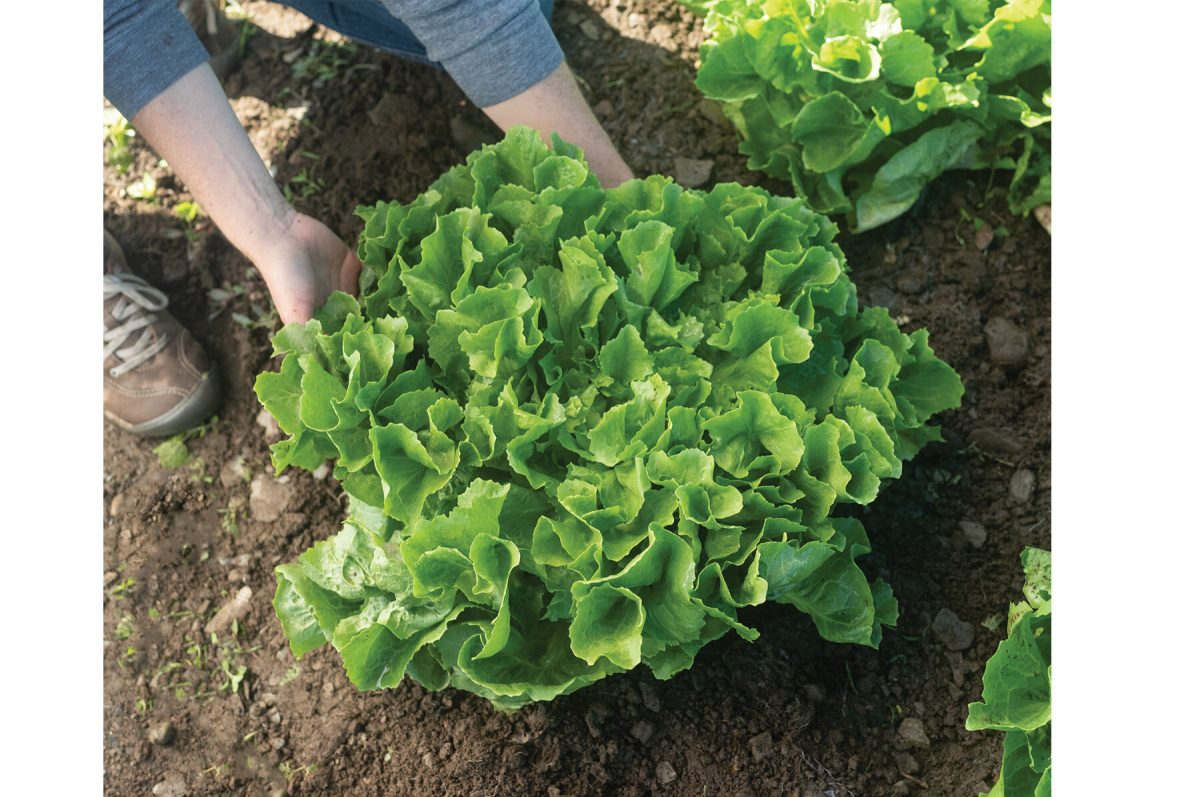 Eliance – Organic Escarole Seed